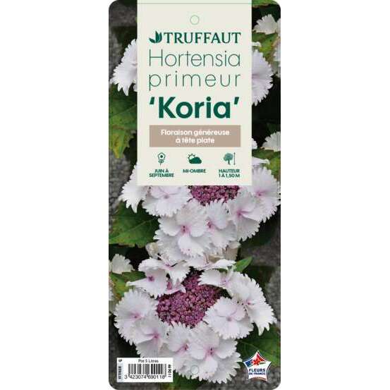 Hydrangea Koria® Primeur : C5L (blanc rosé)