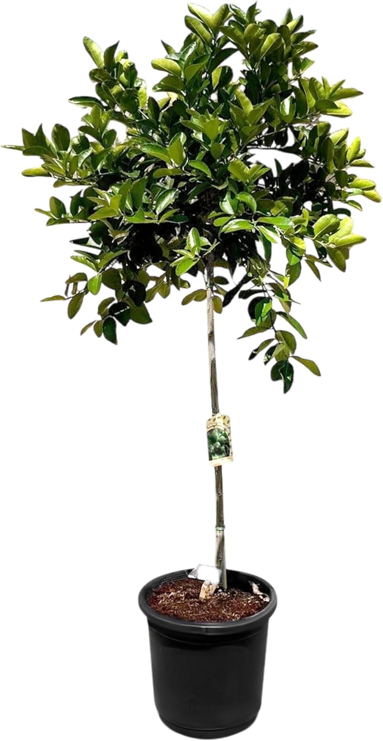 Sunny Tree - Limettenbaum - 8 Jahre alt - Citrus Latifolia - Zitruspflanze - 160 zentimeter - A+ Ware