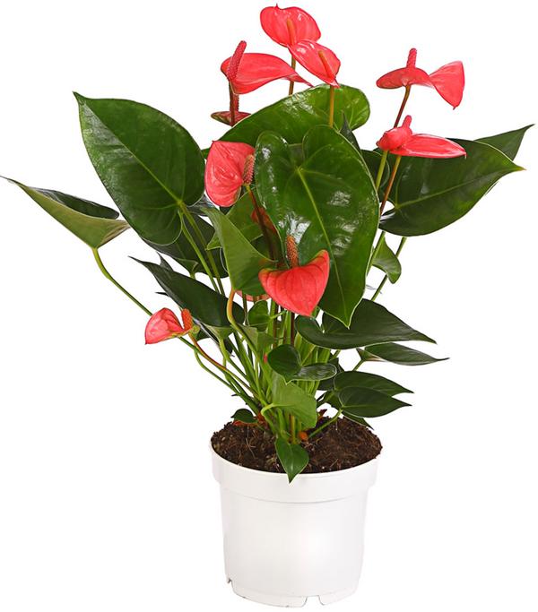 Große Flamingoblume - Anthurium andreanum,
