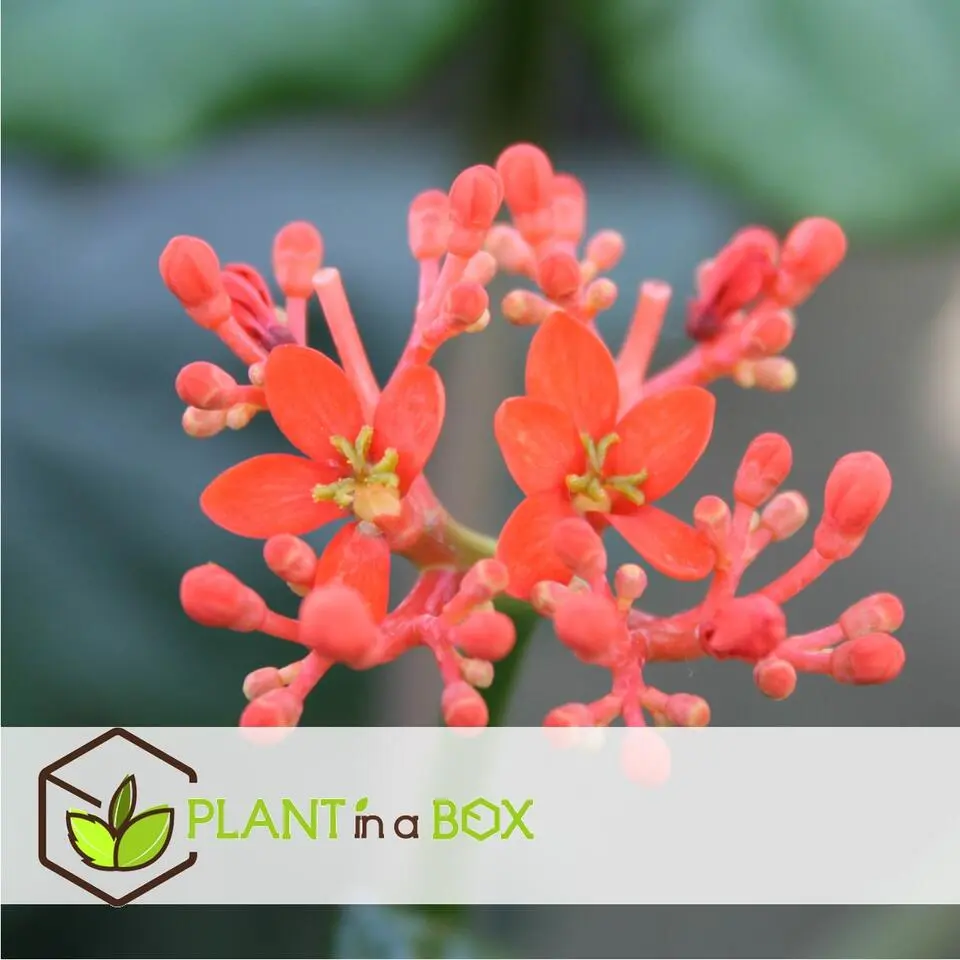 Koraalplant - Set van 2 - Jatropha podagrica - Hoogte 25-45cm - ⌀13cm
