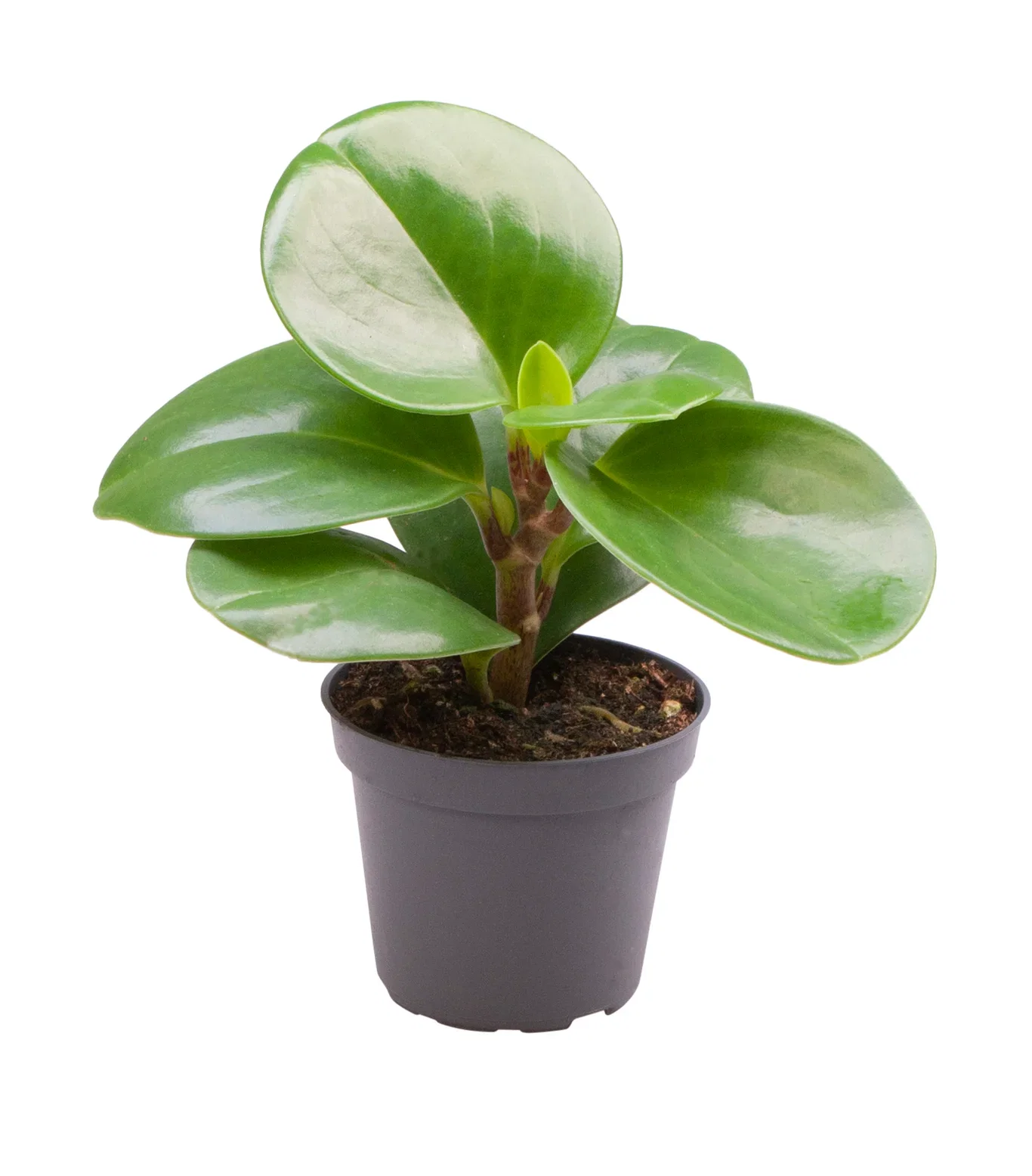 Peperomia Peperomia mini mix Høyde 10 cm