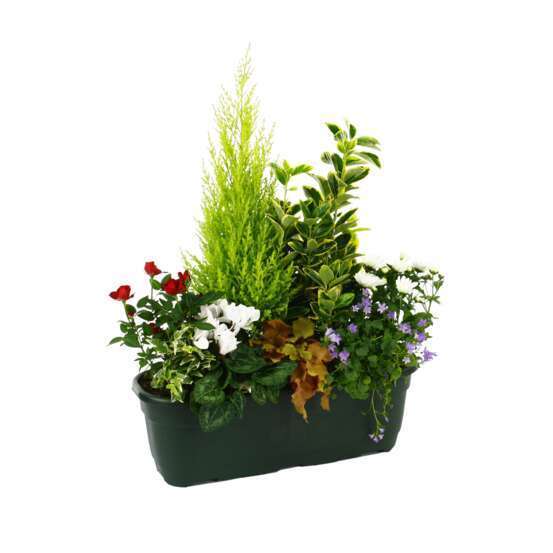 Composition de plantes d'automne : jardinière L50cm