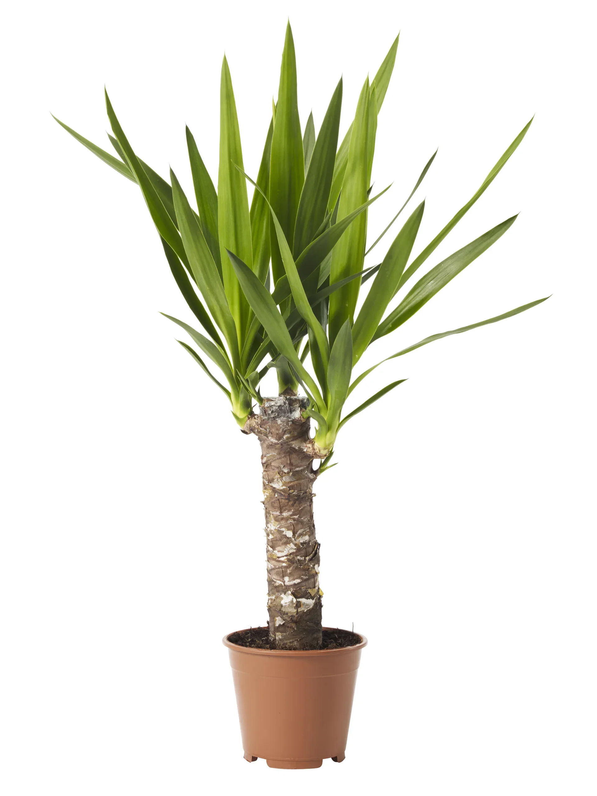 Yucca gigantea Yuccapalme Høyde 60 cm