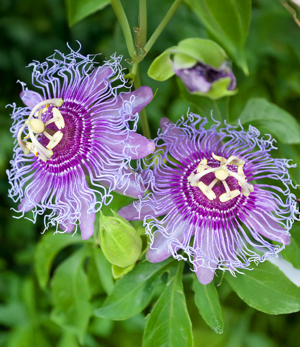 Winterharte Passionsblume Cooltropics® 'Eia Popeia®'