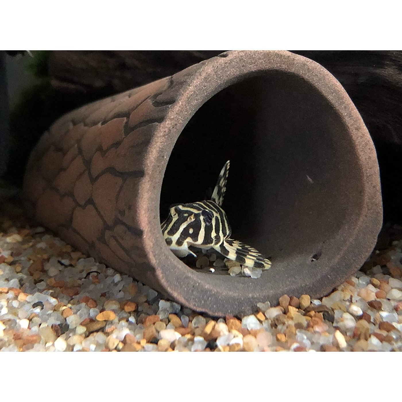 Caverna Plecocerâmica Média