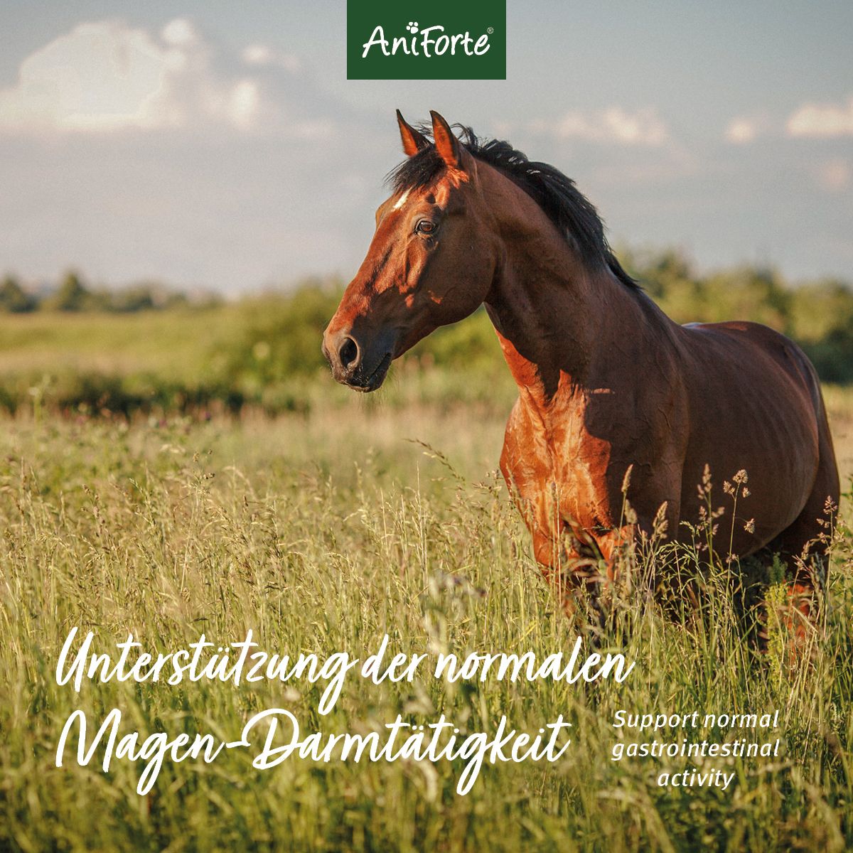 AniForte Flohsamenschalen für Pferde