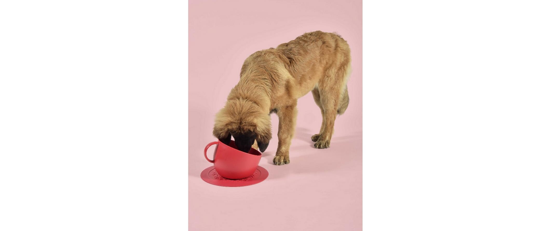 Hundenapf Cup Rot, 2.5 lRoter Napf für Hunde