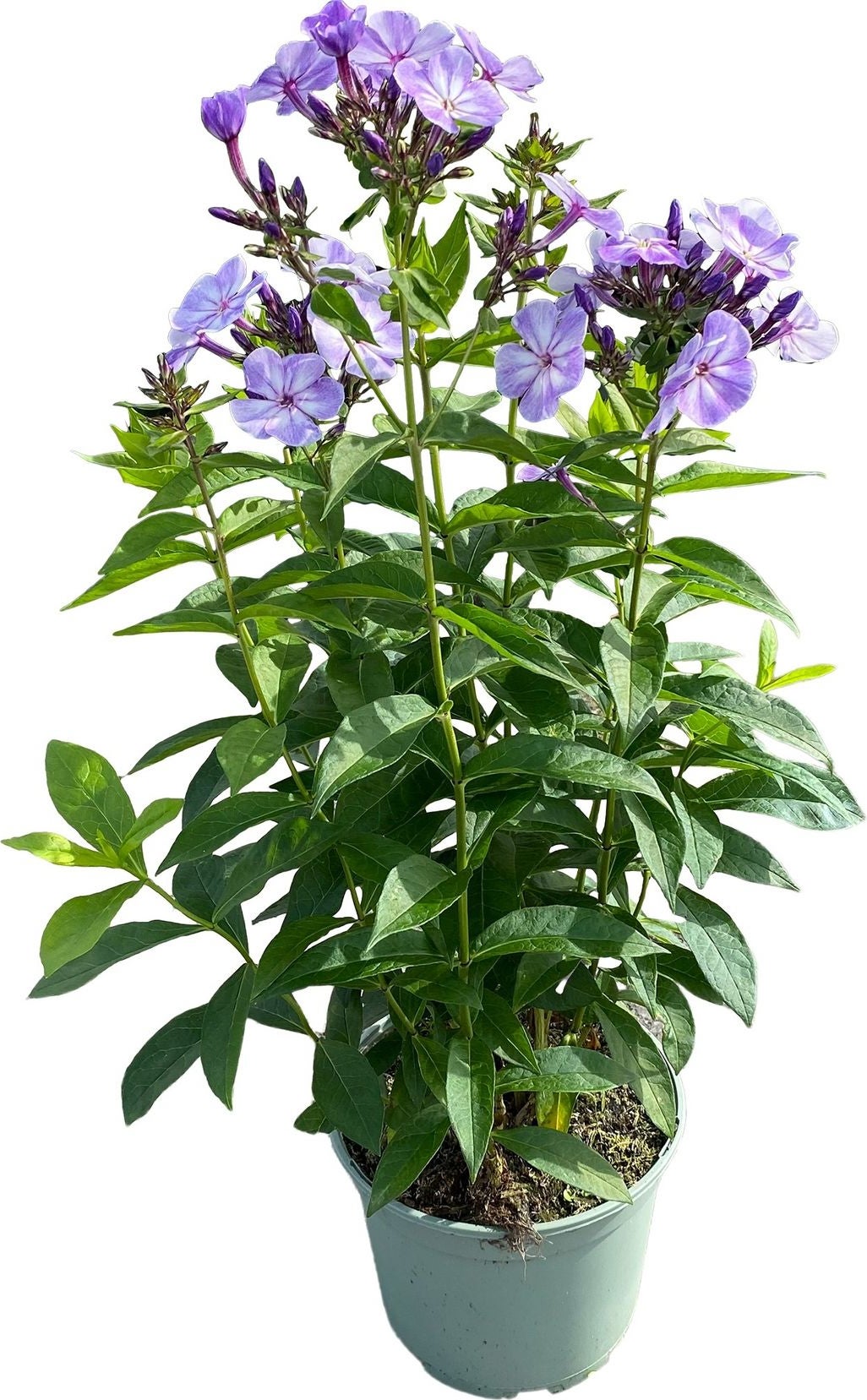 Vlambloem (Phlox paniculata 'Blue Paradise') D 17 H 40 cm