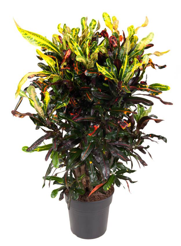 Plante d'intérieur - codiaeum mammi 100.0cm