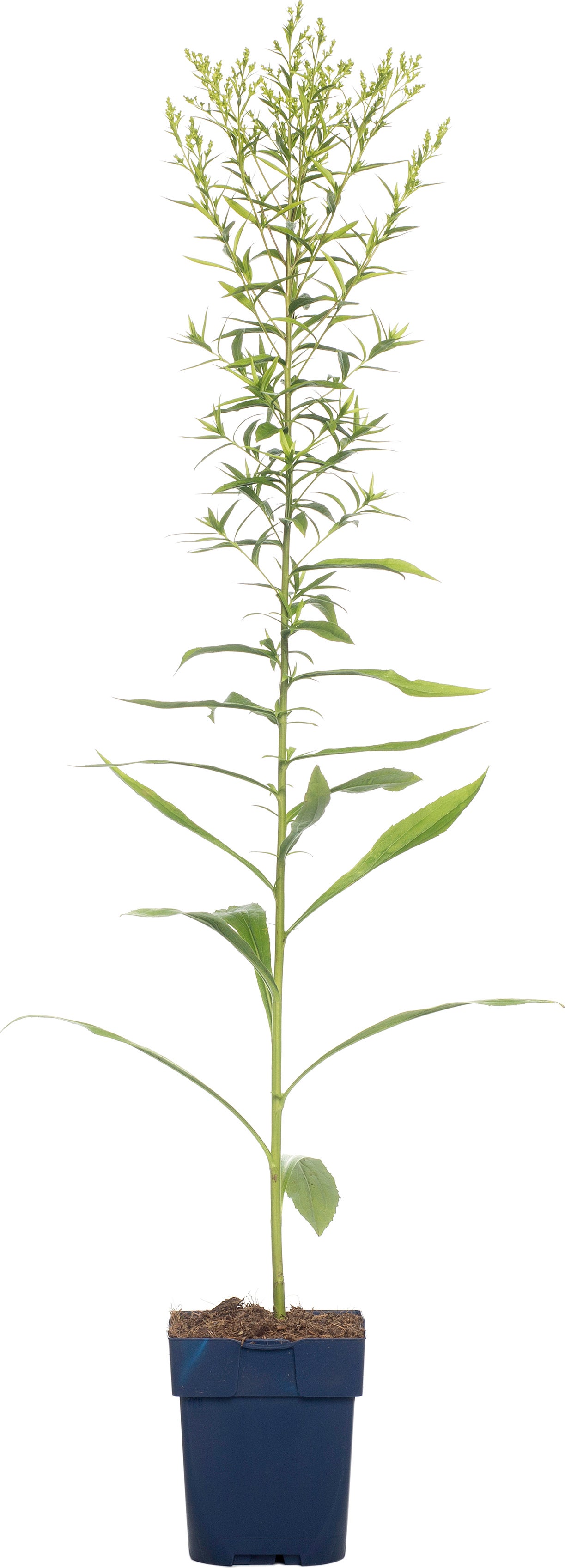 Guldenroede (Solidago 'Strahlenkrone') D 11 H 10 cm
