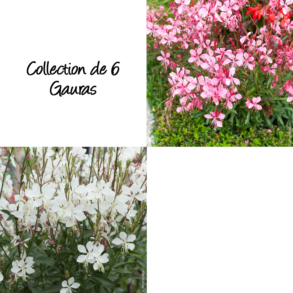 Collection de 6 gauras