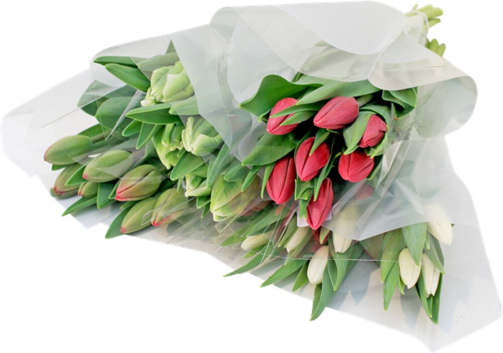 TULIPAN 7PK