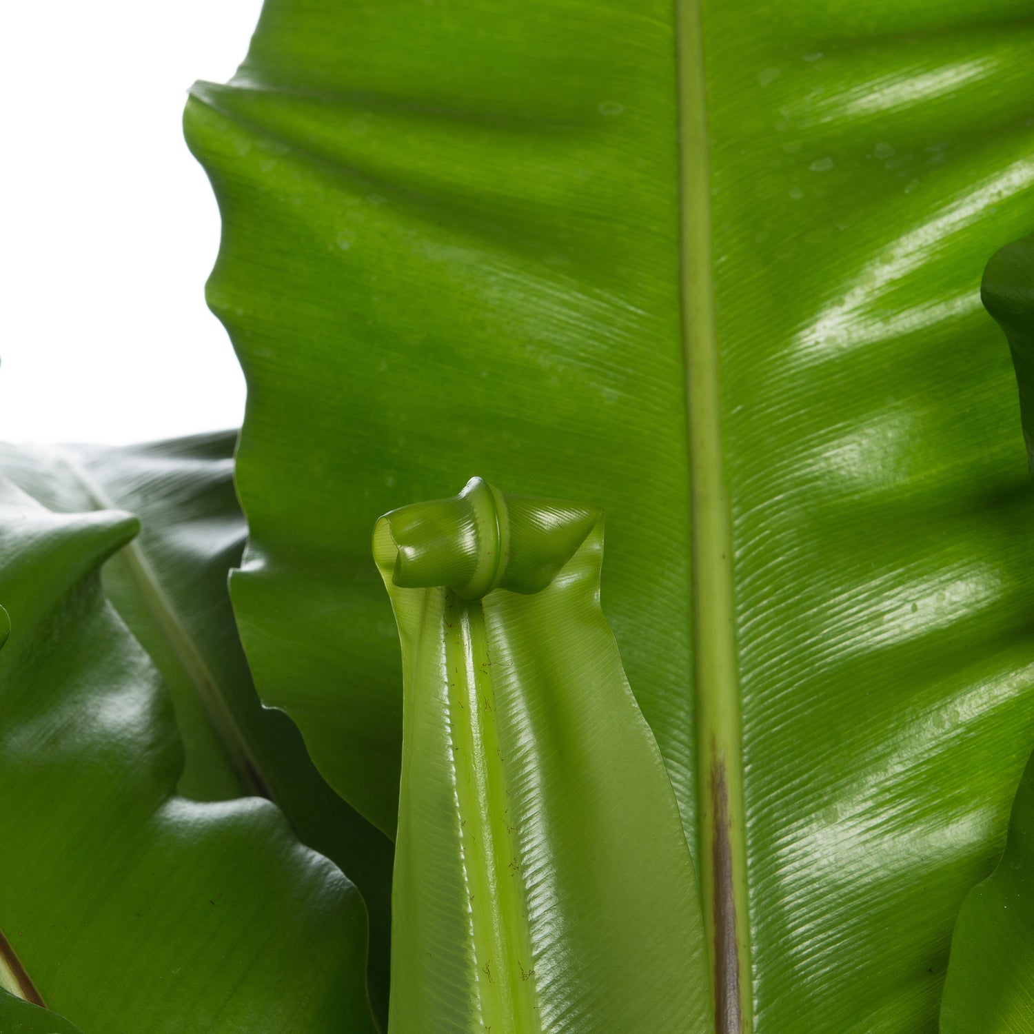 Nestvaren (Asplenium nidus) D 37 H 80 cm