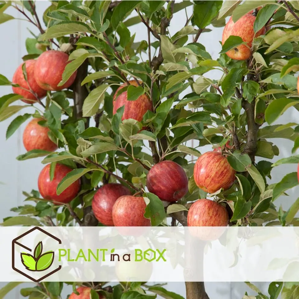Appelboom-mix - Set van 6 - Malus - Hoogte 60-70cm - ⌀9cm