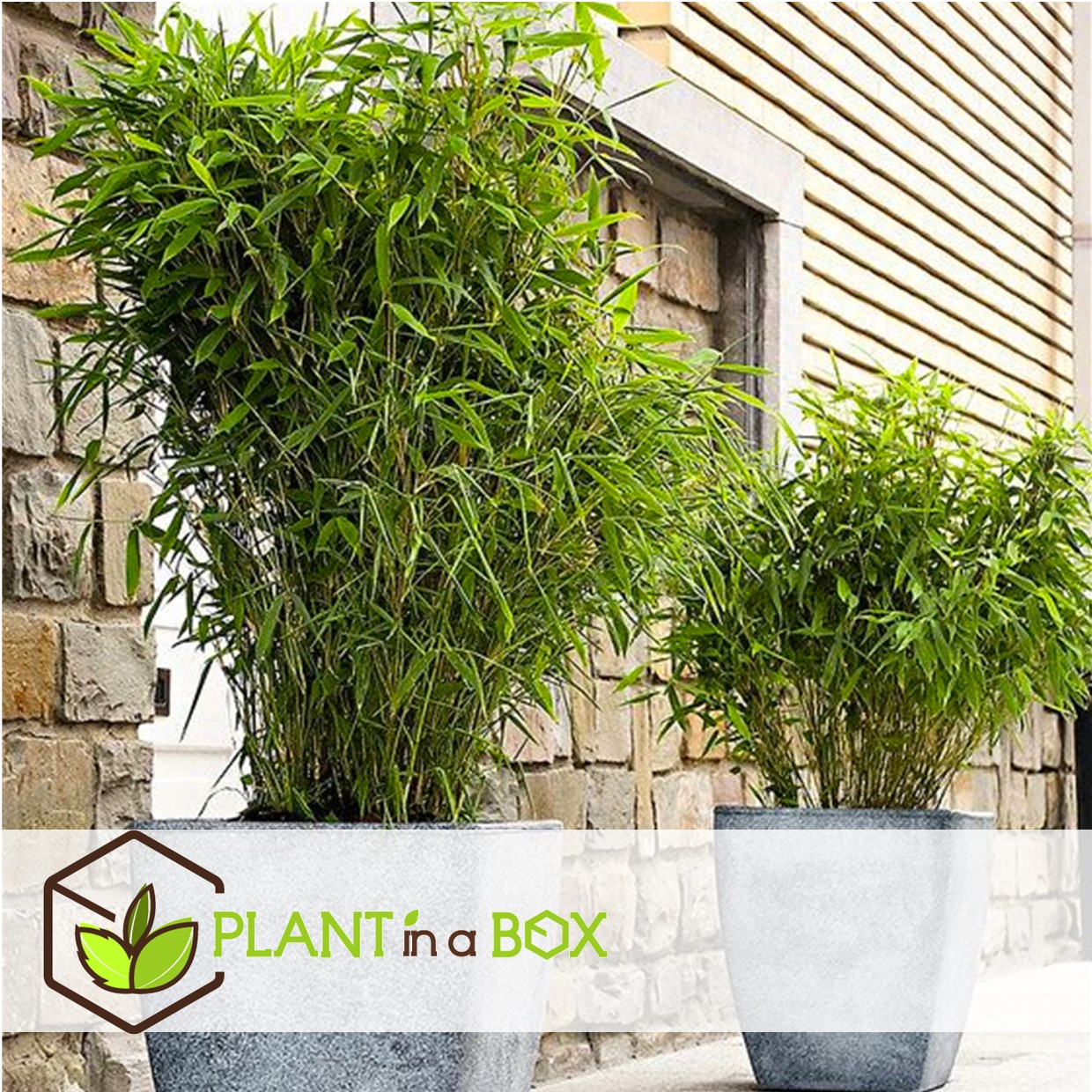 Fargesia rufa - set de 6 - bambou non invasif - pot 13cm - hauteur 25-40cm