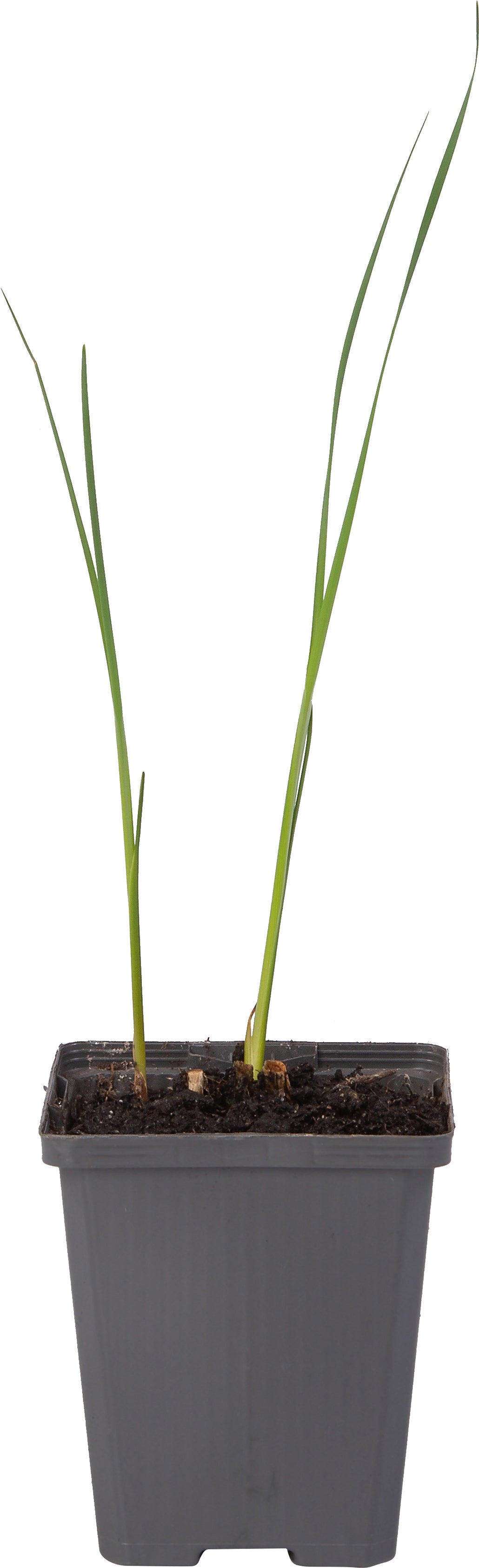 Kleine Lisdodde (Typha angustifolia) D 9 H 20 cm