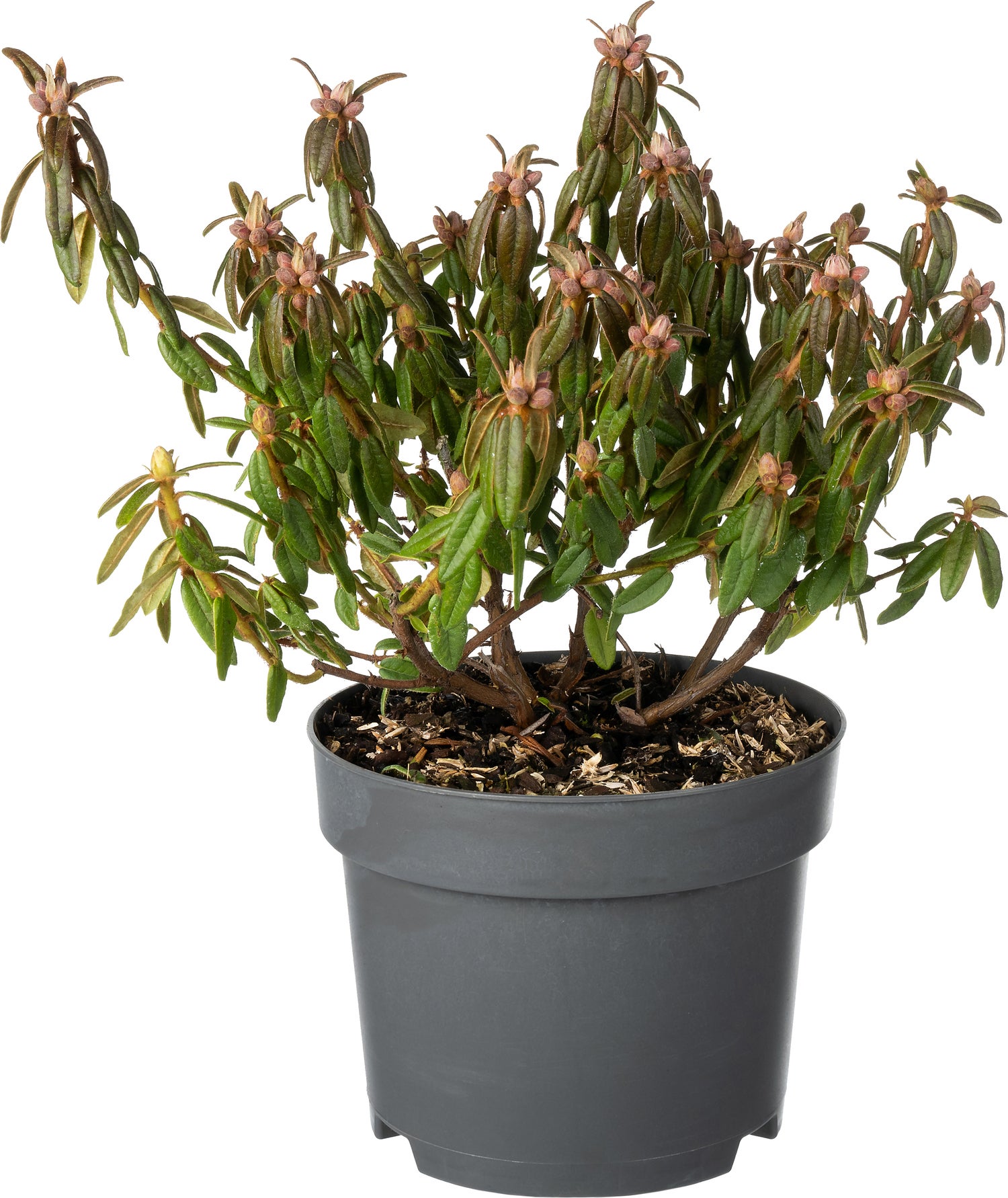 Dwerg Rhododendron (Rhododendron 'Milky Way') D 17 H 20 cm