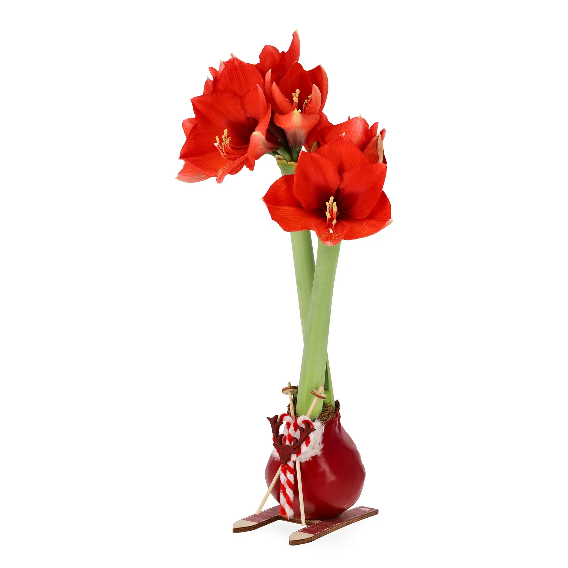 Hippeastrum x hortorum Vokset amaryllisløk Omkrets 32 cm