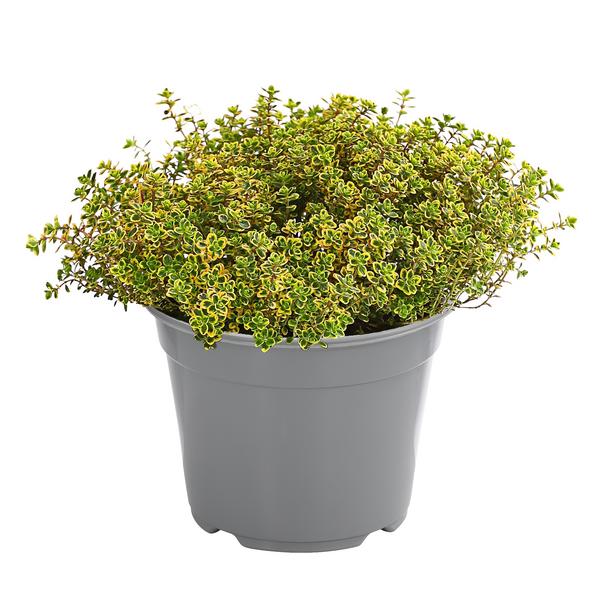 Dehner Gourmet Garten Zitronen-Thymian