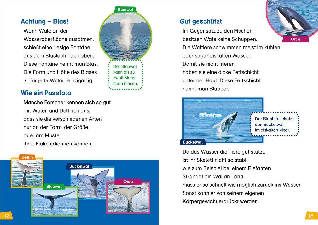 Wale und Delfine / WAS IST WAS Erstes Lesen Bd.1
