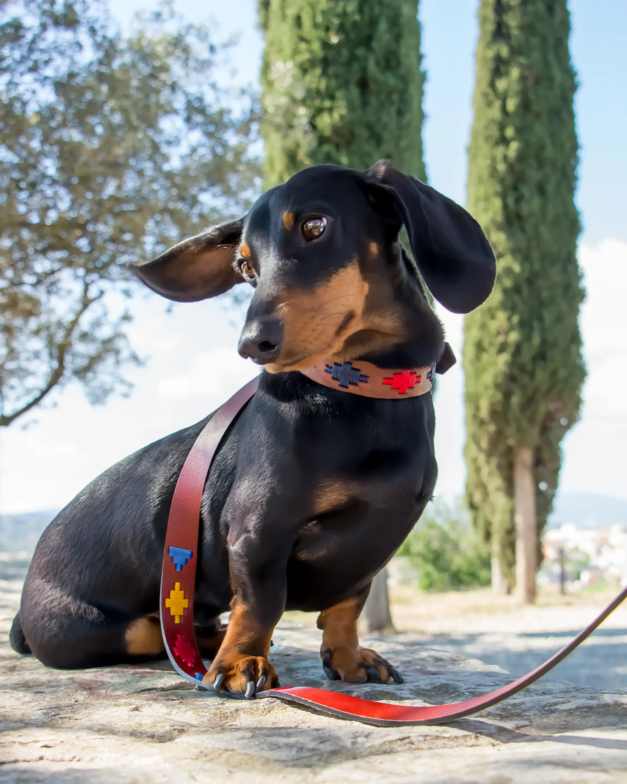 Coleira para cachorro Guaucho Rocky