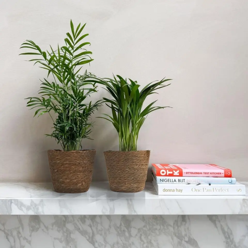 Kleine Dypsis en Chamaedorea - Mix van 2 met mand - Hoogte 25-40cm - ⌀12cm