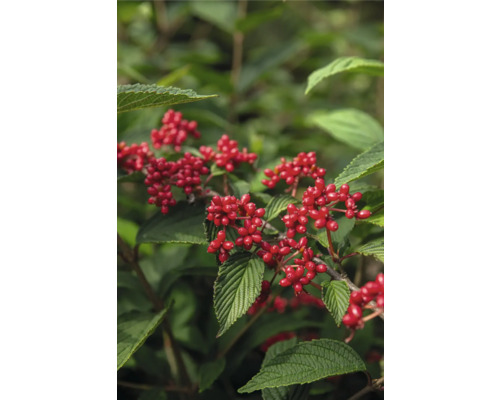 Sneeuwbal FloraSelf Viburnum plicatum 'Kilimandjaro Sunrise' H 60-80 cm Co 3 L