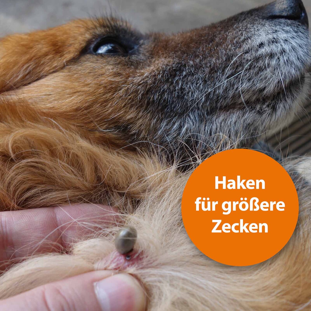 ARDAP Zeckenzange Edelstahl
