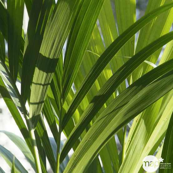 Kentia H120cm - Pot D 21cm