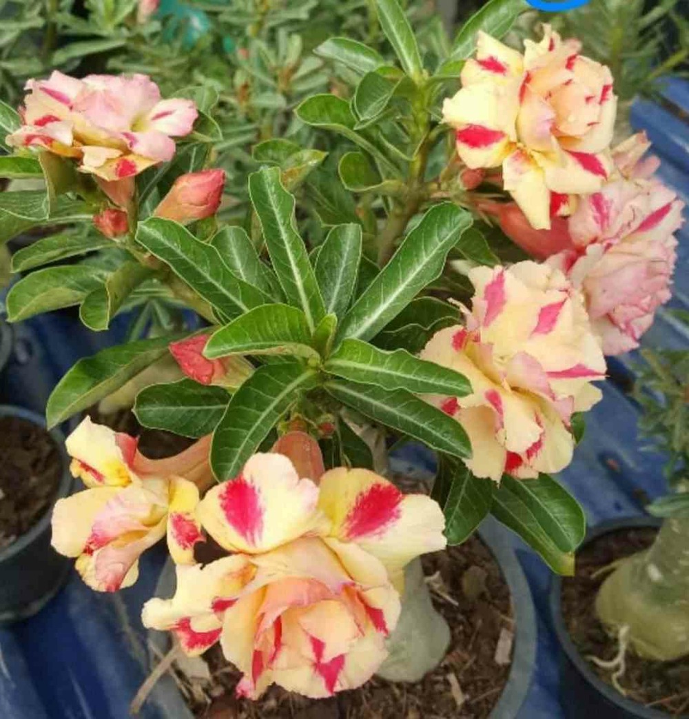 Adenium obesum cv.butterfly dream jaune rose - taille caudex d'environ 150g