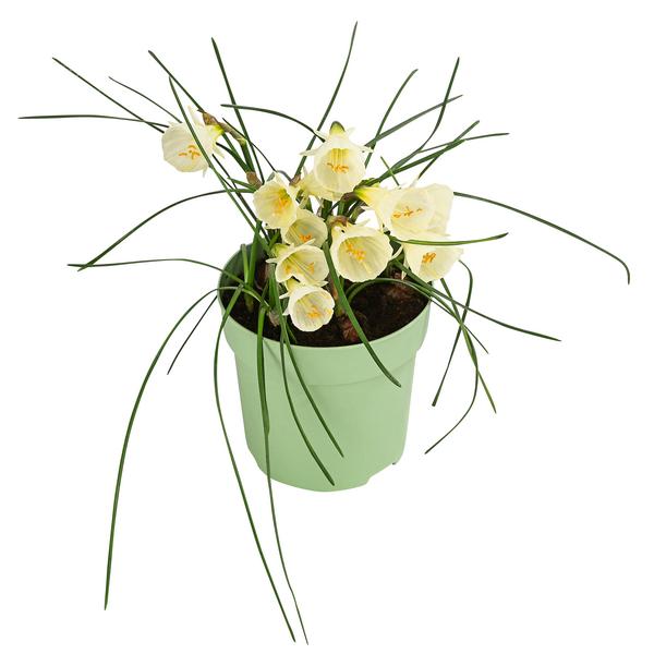 Narzisse 'White Petticoat'