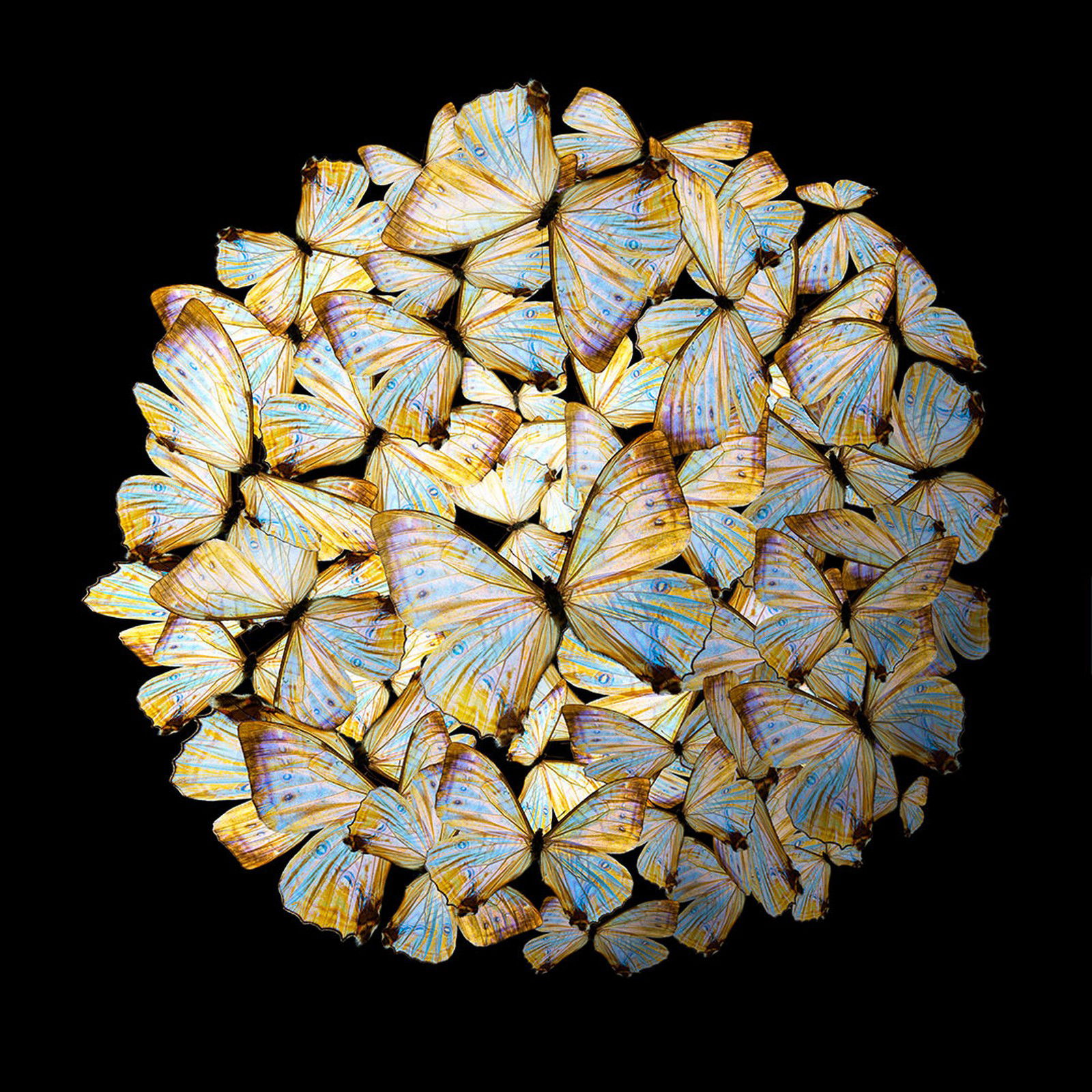 Golden Rhapsody by Heiko Hellwig - Limited Edition. Edition of: 150. Signed.