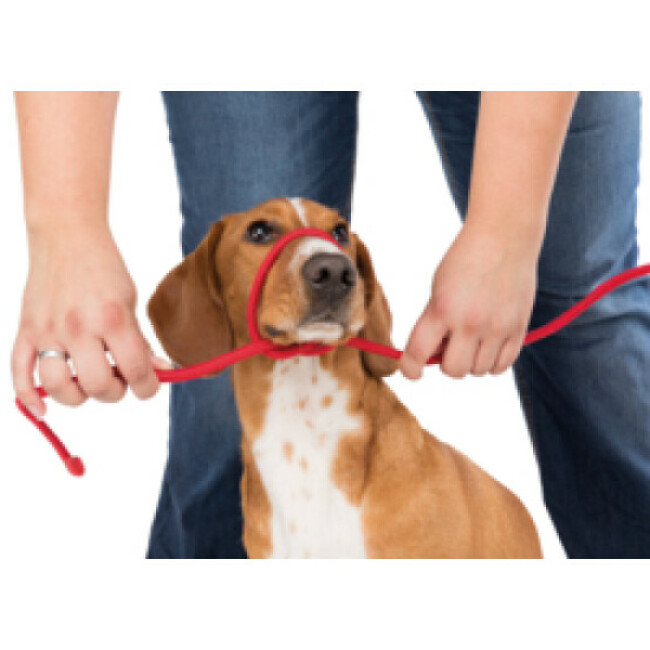Kit de secours pour chien et chat