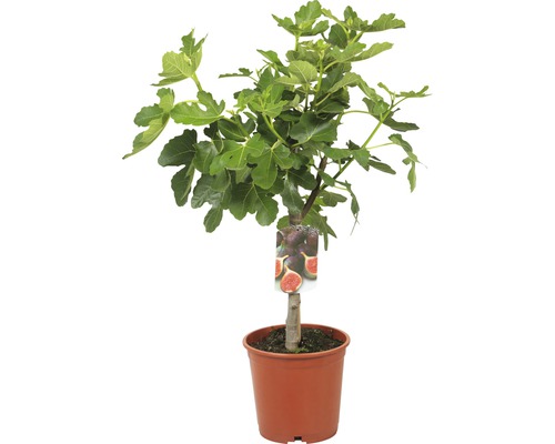 Vijgenboom FloraSelf Ficus carica halfstam H 40-60 cm Totale hoogte ca. 80-100 cm Co 15 L