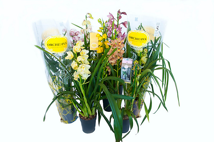 Cymbidium mini 2 tiges mix