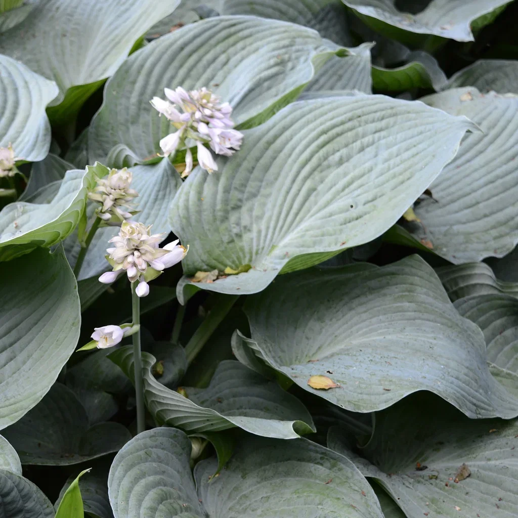 Hosta sieboldiana 'Elegans' Doggbladlilje 'Elegans' Ø11 cm