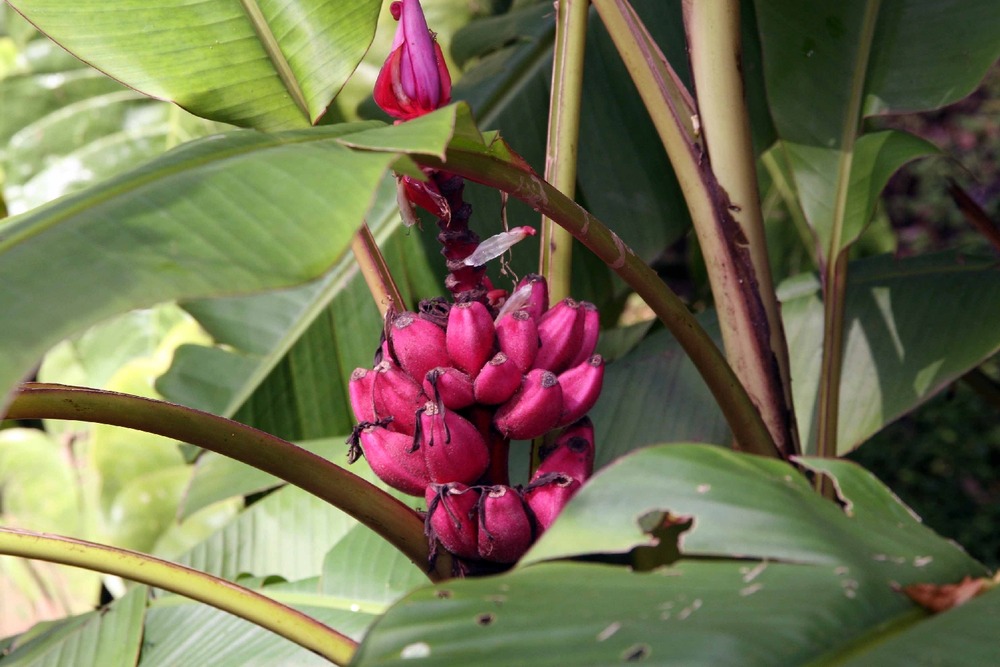 Bananier à fleurs - 8 graines - musa velutina