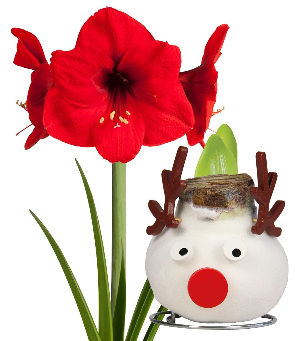 XL Rentier-Wachs-Amaryllis 'X-mas'