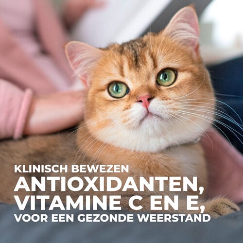 Hill's Science Plan Adult - Multipack - Kattenvoer - 12x85 gram - 1020 Gram - rund, vis, kip