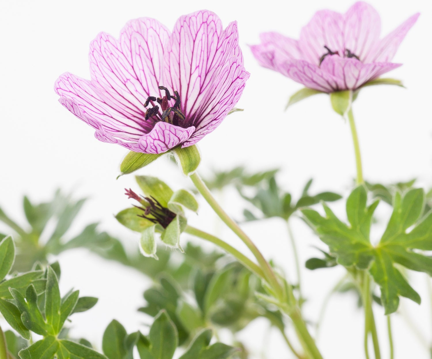 Ooievaarsbek (Geranium cinereum 'Ballerina') D 11 H 10 cm