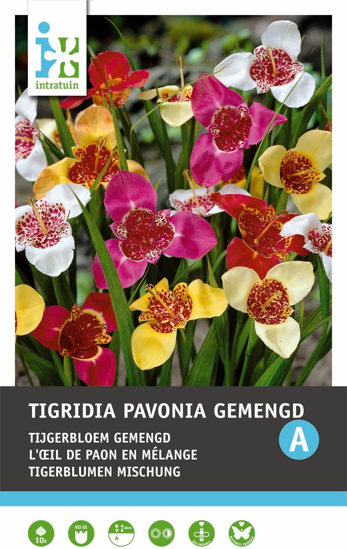 Intratuin bloembollen Tijgerbloem (Tigridia) gemengd 15 stuks