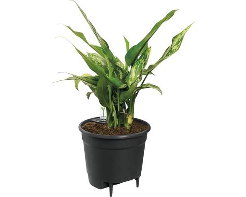 Elho zelfbewateringssysteem Ø 33 cm zwart