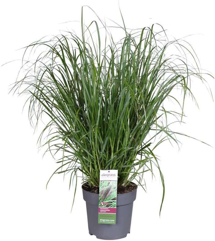 Lampepoetsersgras (Pennisetum 'Red Head') D 17 H 15 cm
