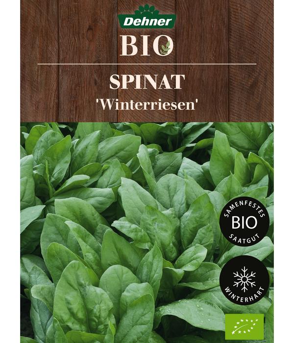 Dehner Bio-Saatgut Spinat 'Winterriesen'