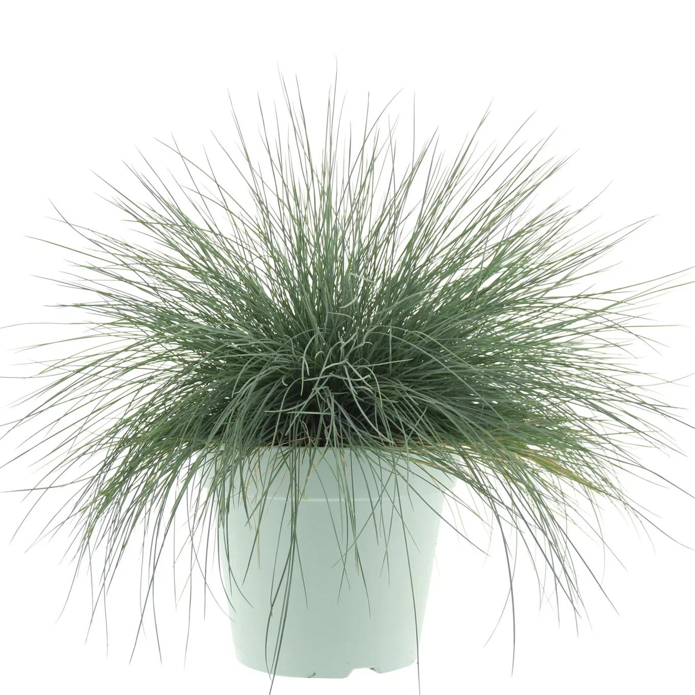 Festuca galuca 'Intense Blue' Blåsvingel 'Intense Blue' Ø23 cm