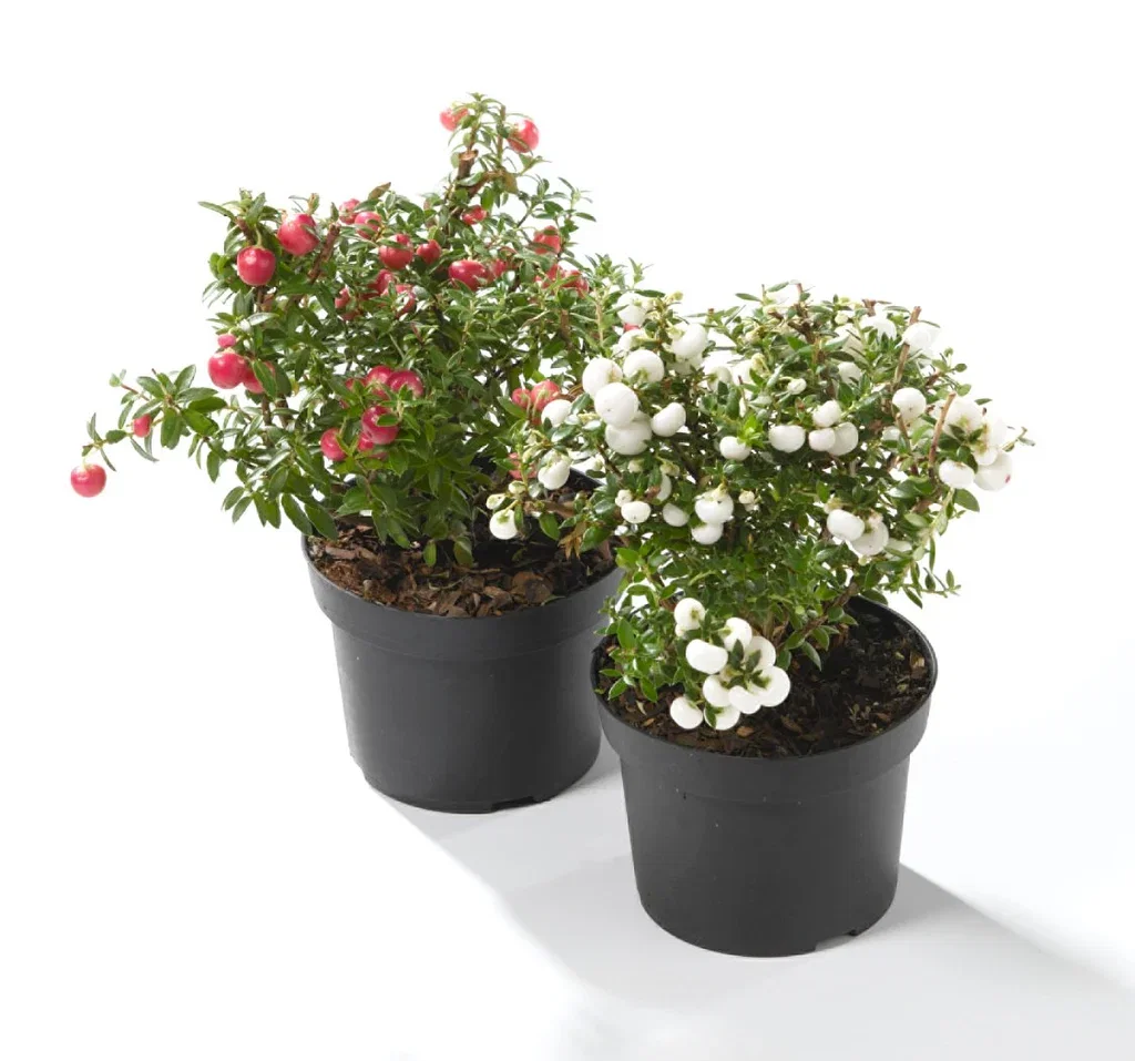 Gaultheria mucronata Bærmyrt Ø10,5 cm