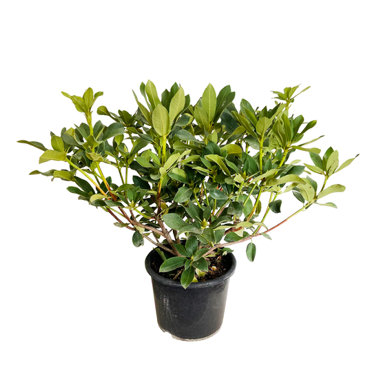 Rhododendron hybride : C15L H70/80cm - Variétés variables