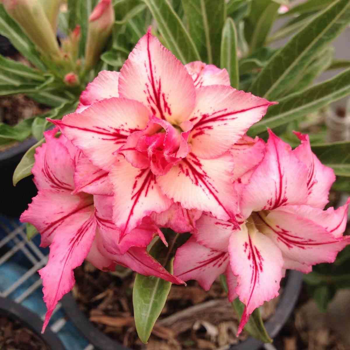 Adenium obesum cv.arrow rose - taille caudex d'environ 150g