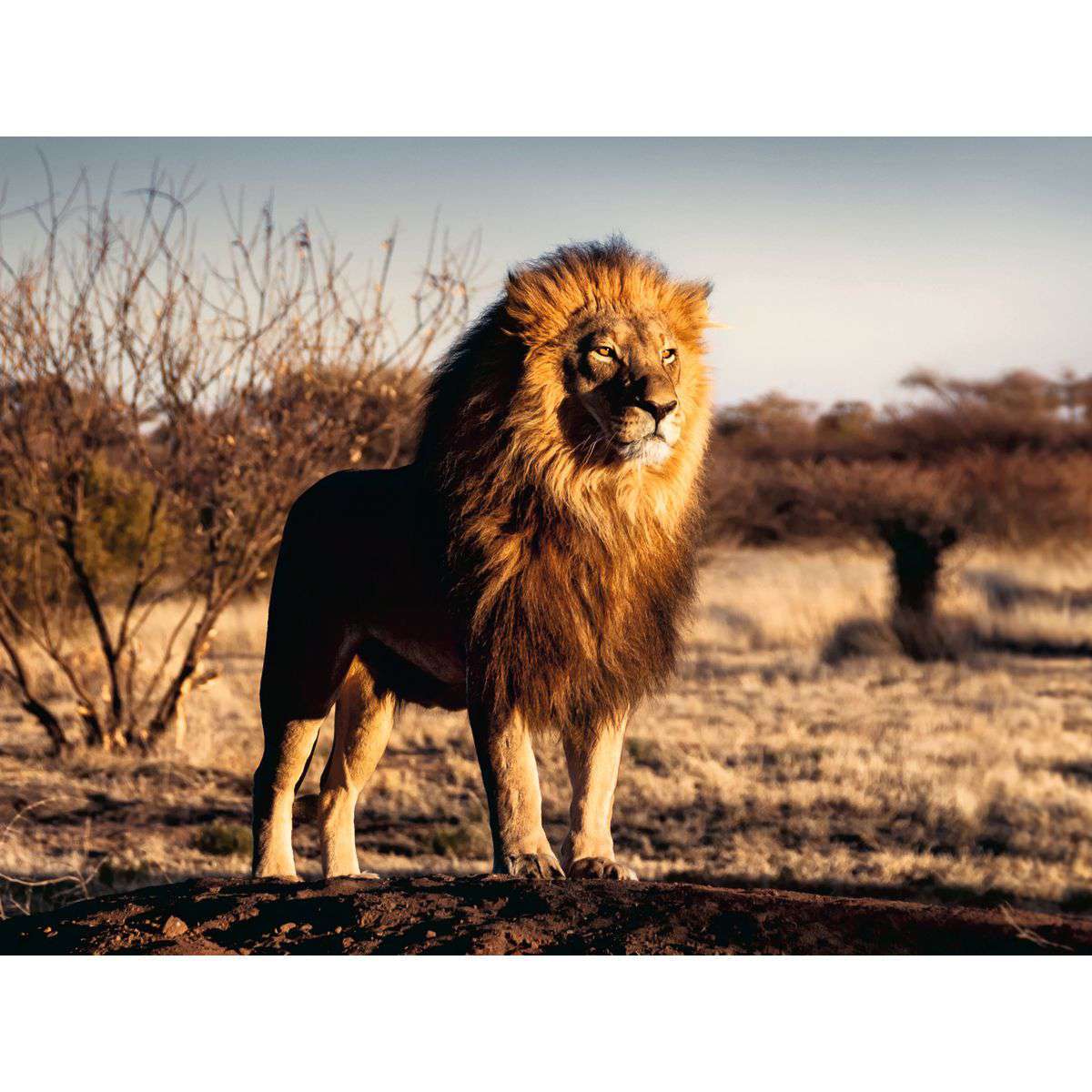 Ravensburger Spiel Lion, King of the Animals