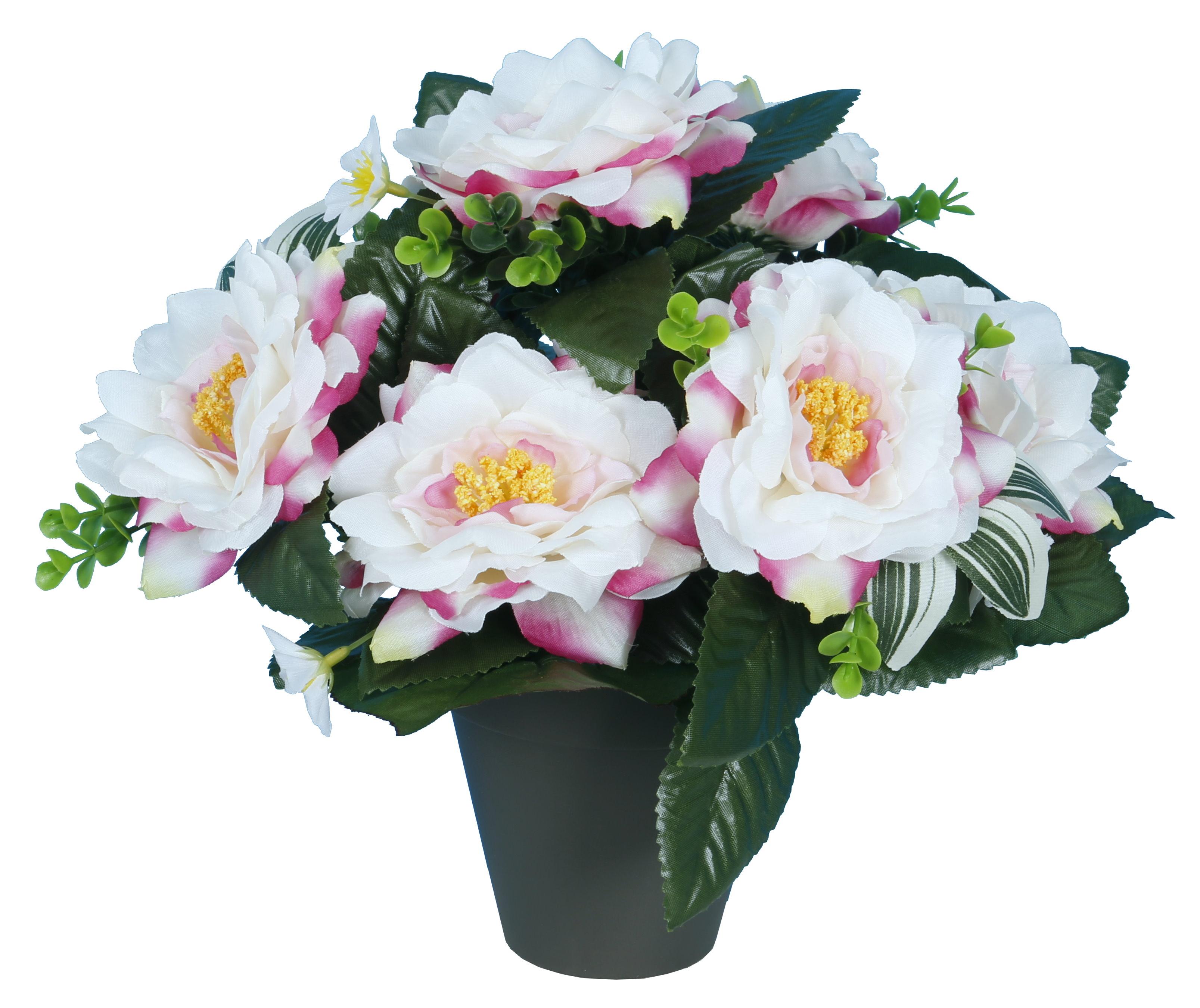 POT CAMELIAS
